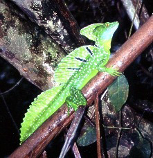 Costa Rica's 'Jesus Christ' lizards can walk on water.